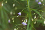 Small bonny bellflower